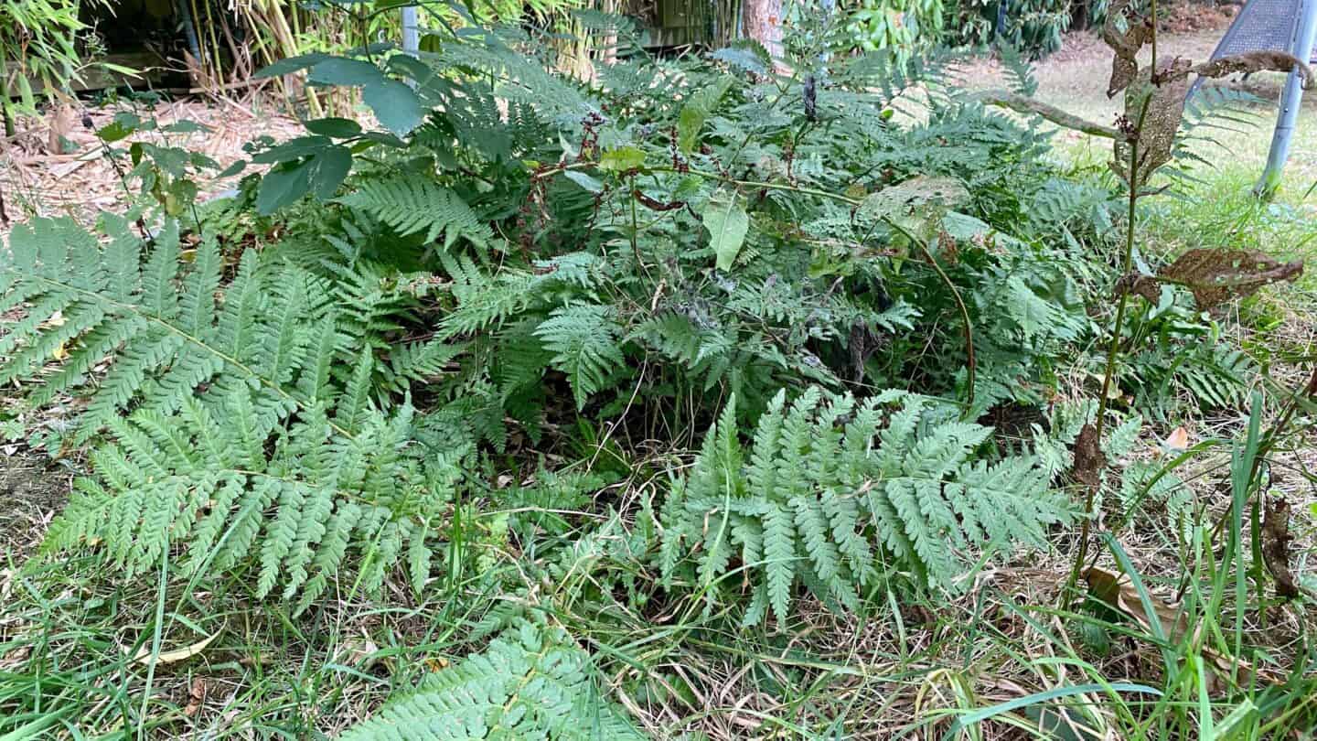 September Gardening - What To Do in the Garden in September September-gardening-ferns