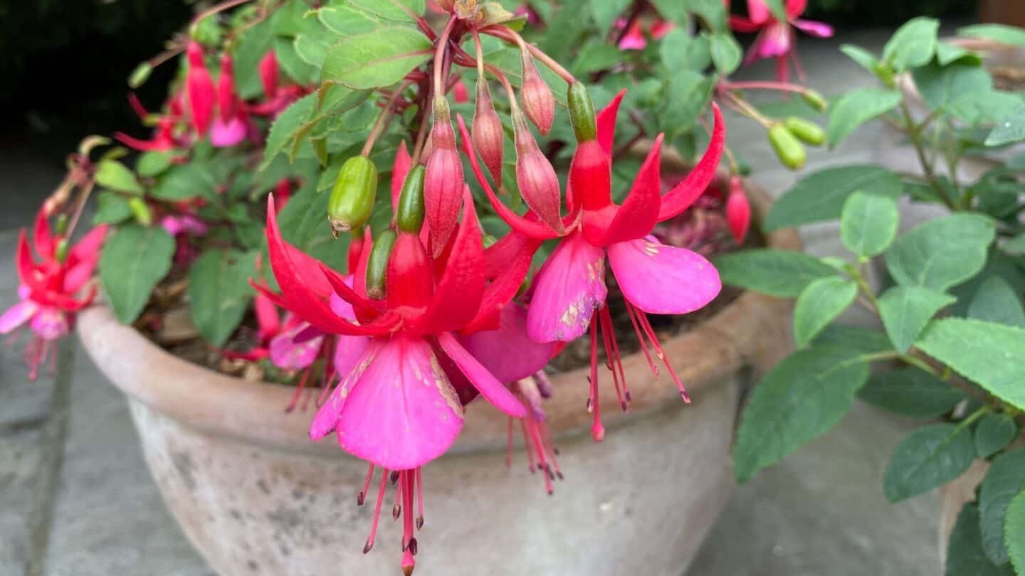 September Gardening - What To Do in the Garden in September September-gardening-fuchsia-pink