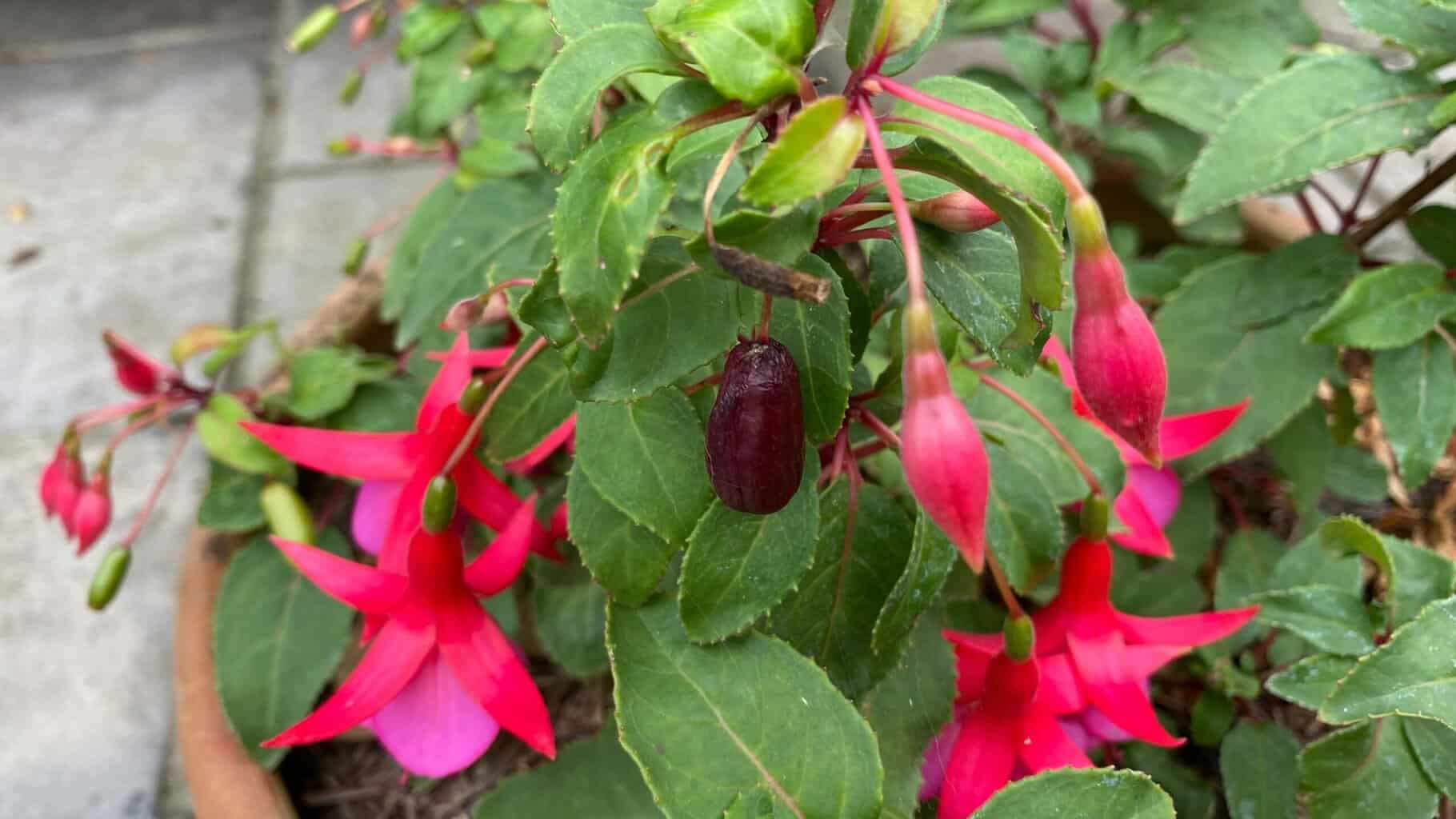 September Gardening - What To Do in the Garden in September September-gardening-fuchsia-purple-berry