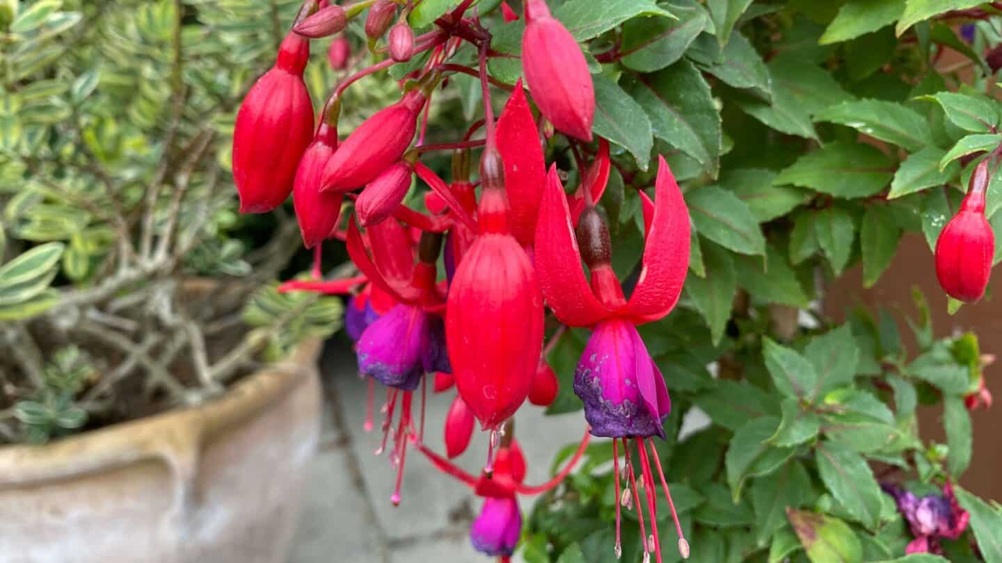 September Gardening - What To Do in the Garden in September September-gardening-fuchsia-purple