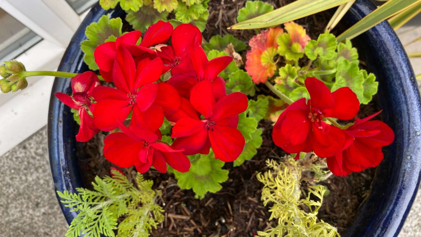 September Gardening - What To Do in the Garden in September September-gardening-geranium-red