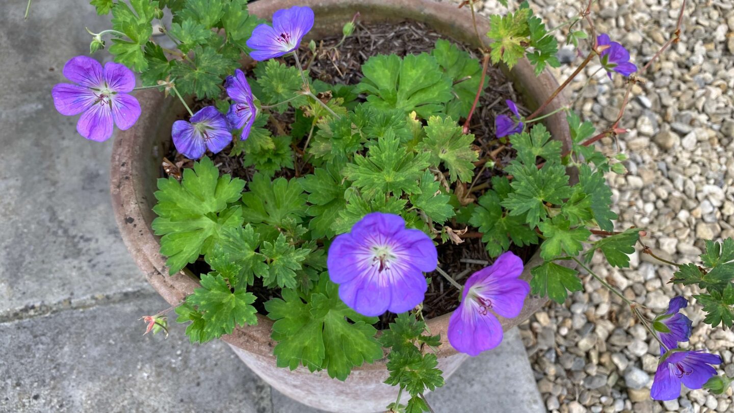 September Gardening - What To Do in the Garden in September September-gardening-geranium-rozanne