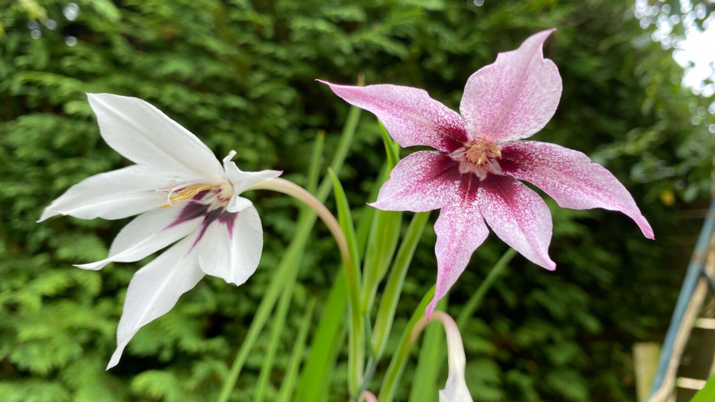 September Gardening - What To Do in the Garden in September September-gardening-geranium-rozanne