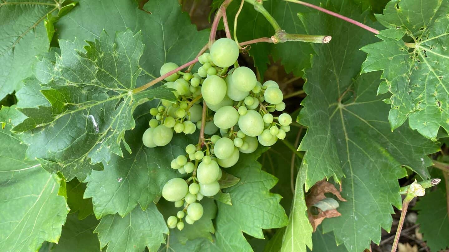 September Gardening - What To Do in the Garden in September September-gardening-grapes
