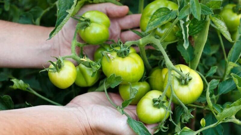 September Gardening - What To Do in the Garden in September September-gardening-green-tomatoes