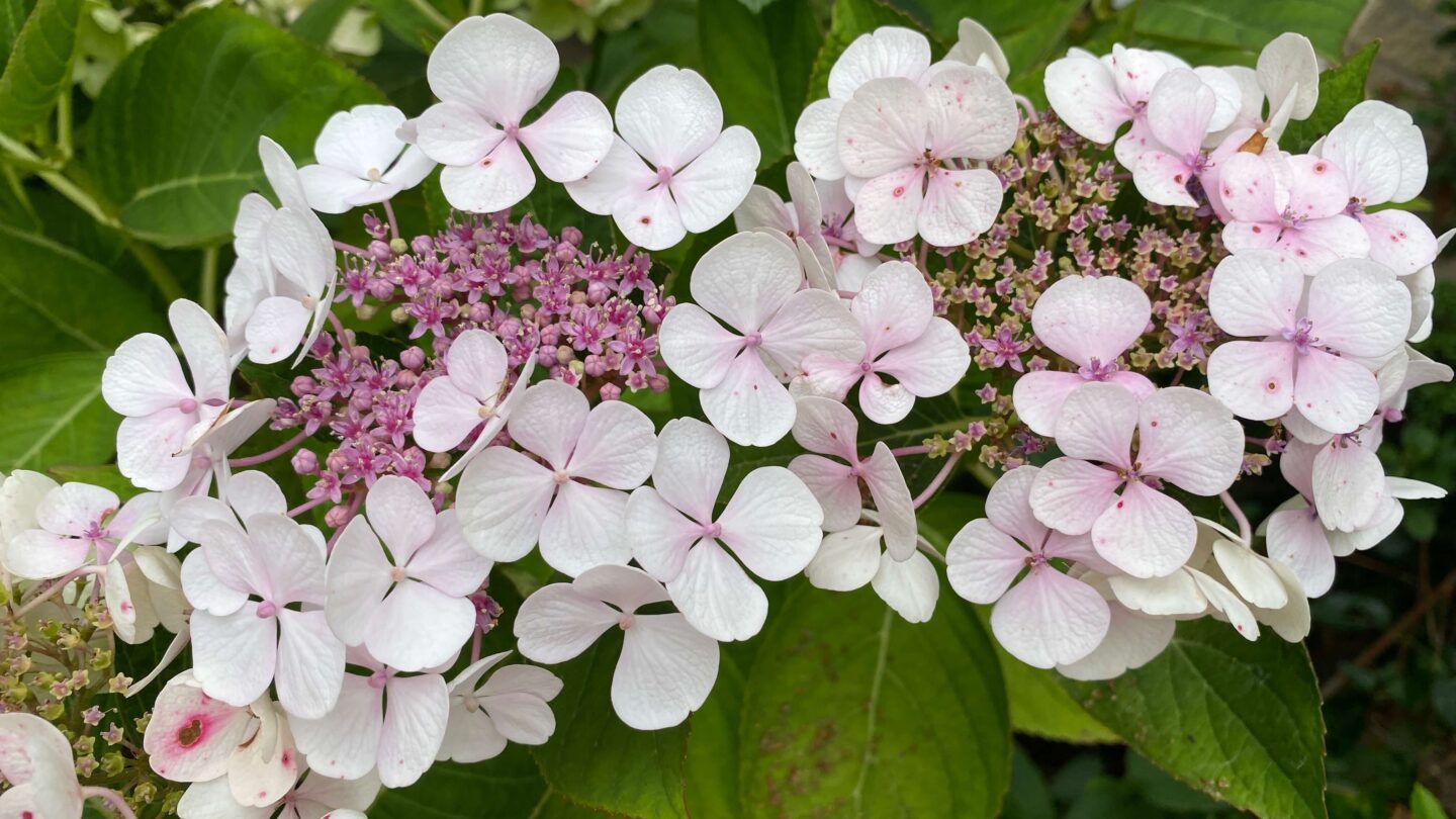 September Gardening - What To Do in the Garden in September September-gardening-hydrangea-white