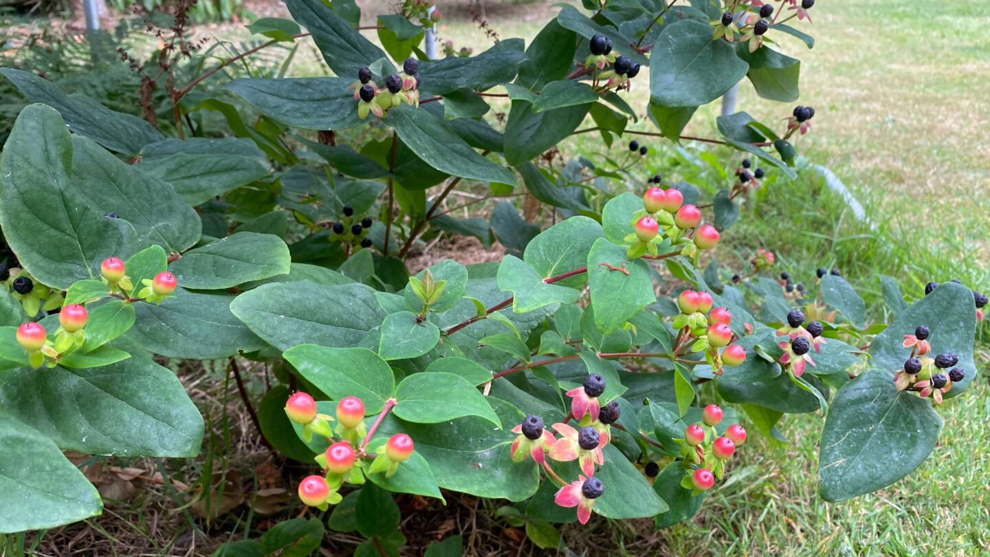 September Gardening - What To Do in the Garden in September September-gardening-hypericum