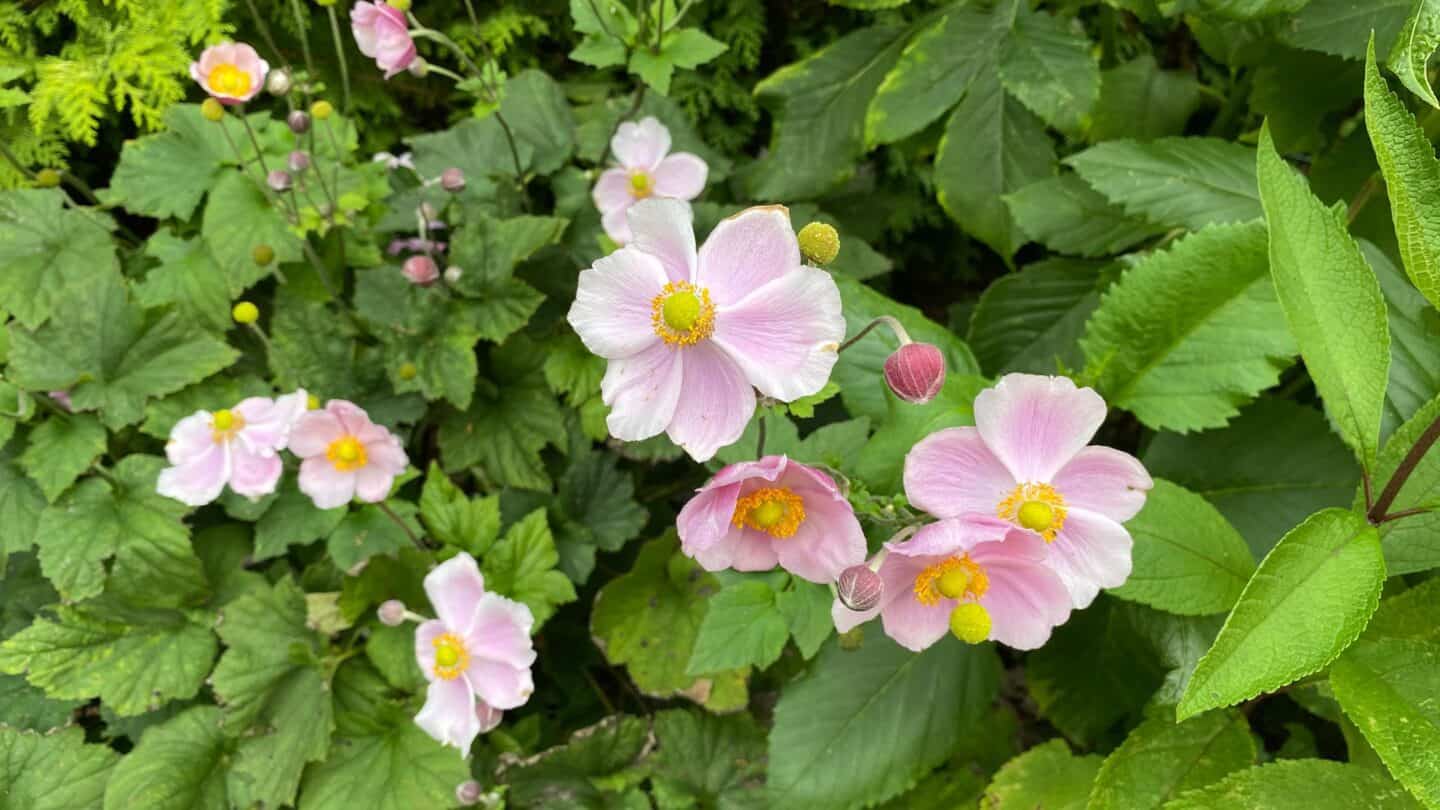 September Gardening - What To Do in the Garden in September September-gardening-japanese-anemone-pink
