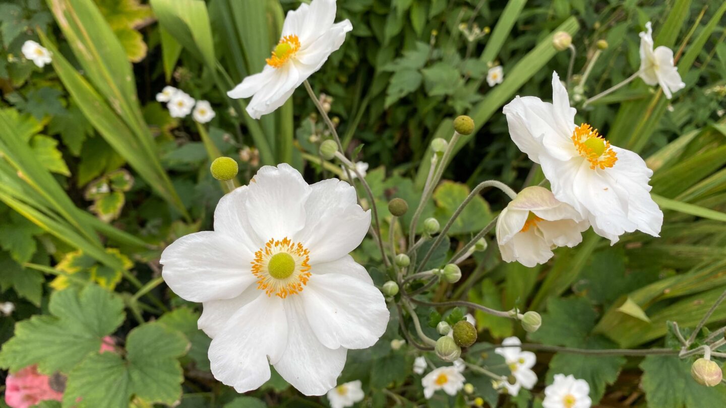 September Gardening - What To Do in the Garden in September September-gardening-japanese-anemone-white