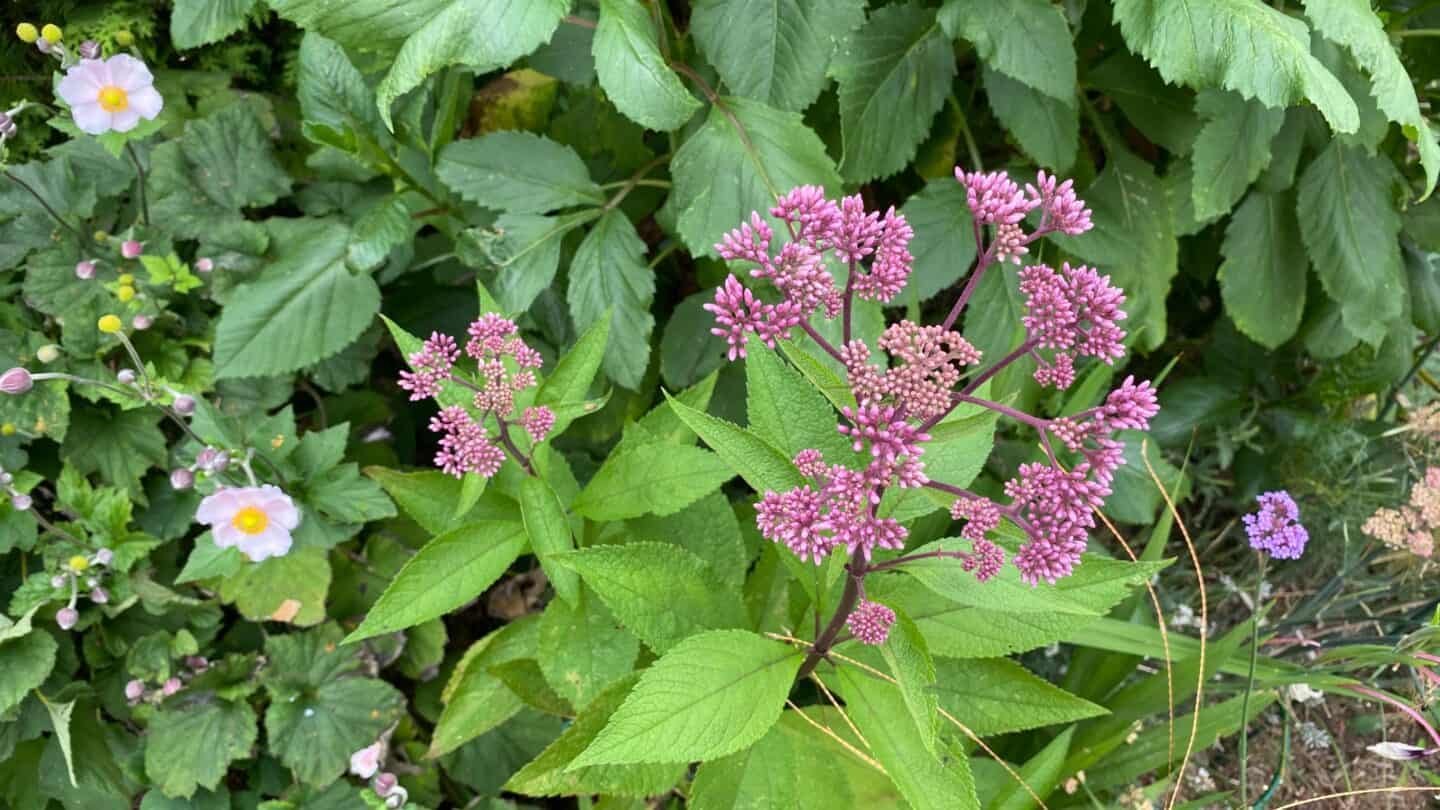 September Gardening - What To Do in the Garden in September September-gardening-joe-pye-weed-purple