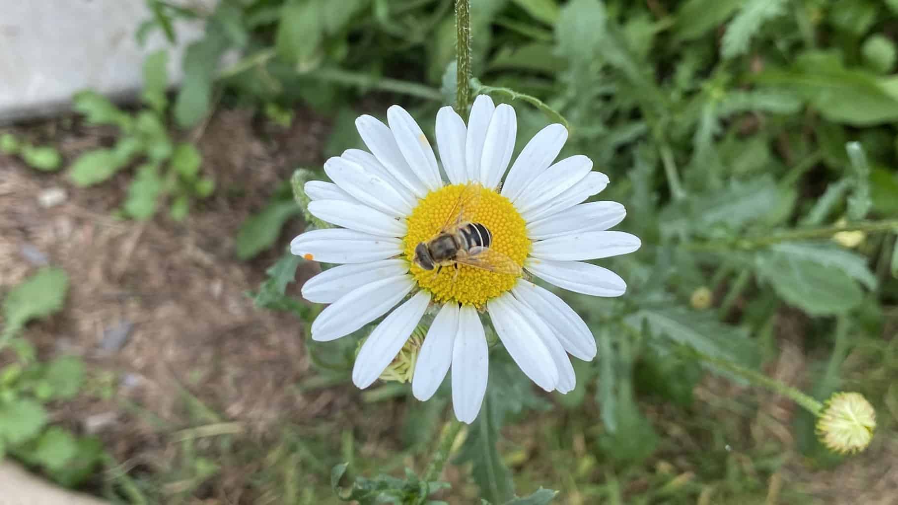 September Gardening - What To Do in the Garden in September September-gardening-leucanthemum-white