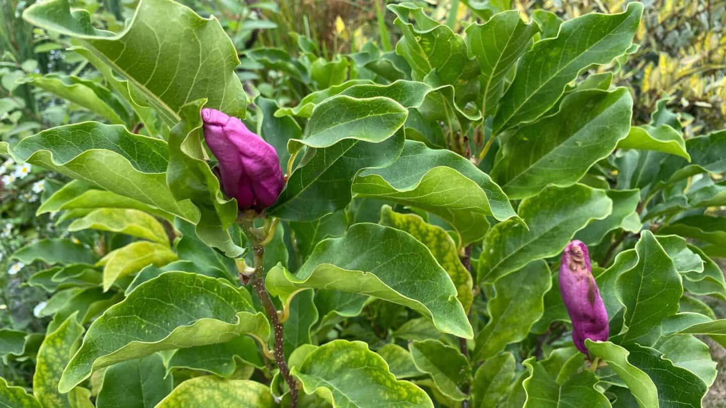 September Gardening - What To Do in the Garden in September September-gardening-magnolia-buds