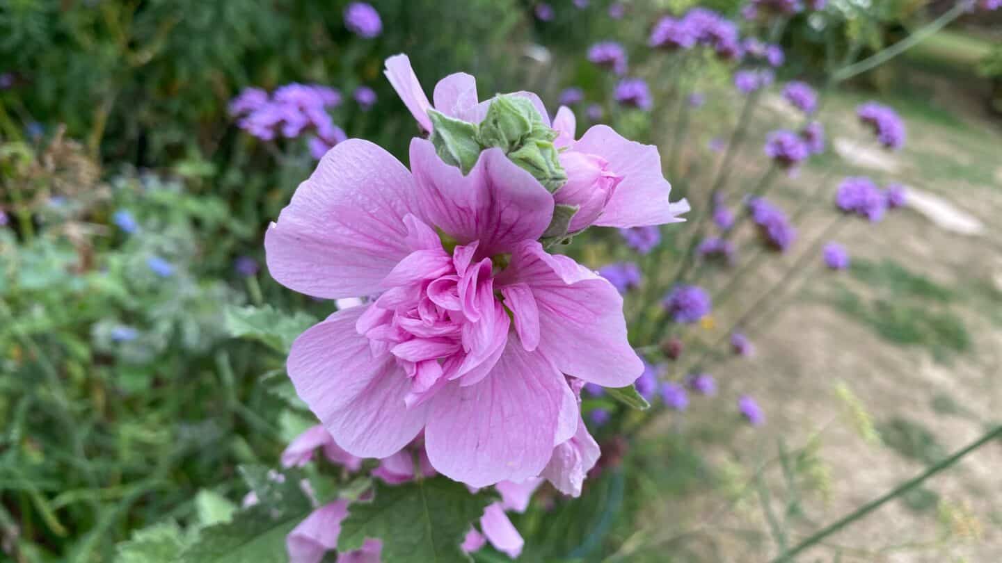 September Gardening - What To Do in the Garden in September September-gardening-malva-pink