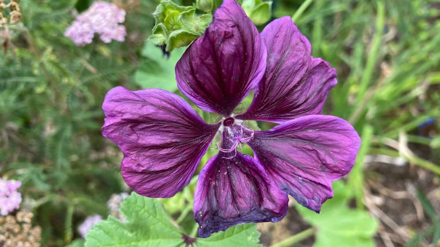 September Gardening - What To Do in the Garden in September September-gardening-malva-purple