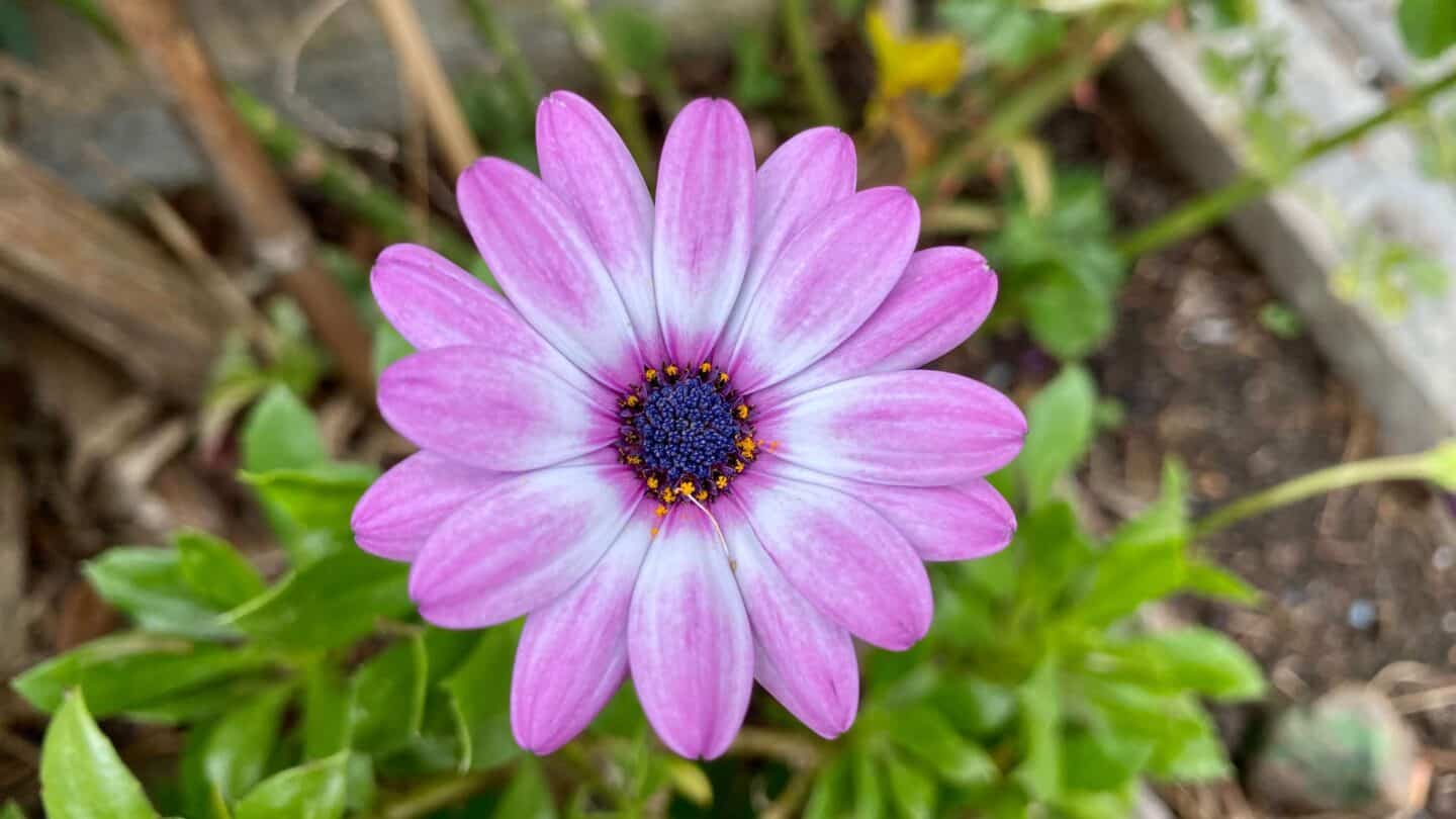 September Gardening - What To Do in the Garden in September September-gardening-osteospermum-pink