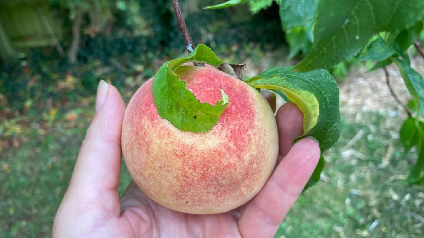 September Gardening - What To Do in the Garden in September September-gardening-peach-on-tree