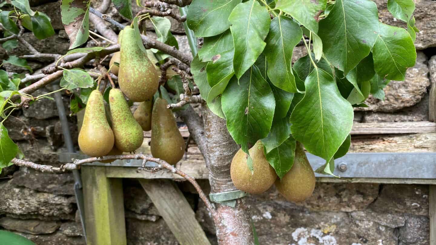 September Gardening - What To Do in the Garden in September September-gardening-pears