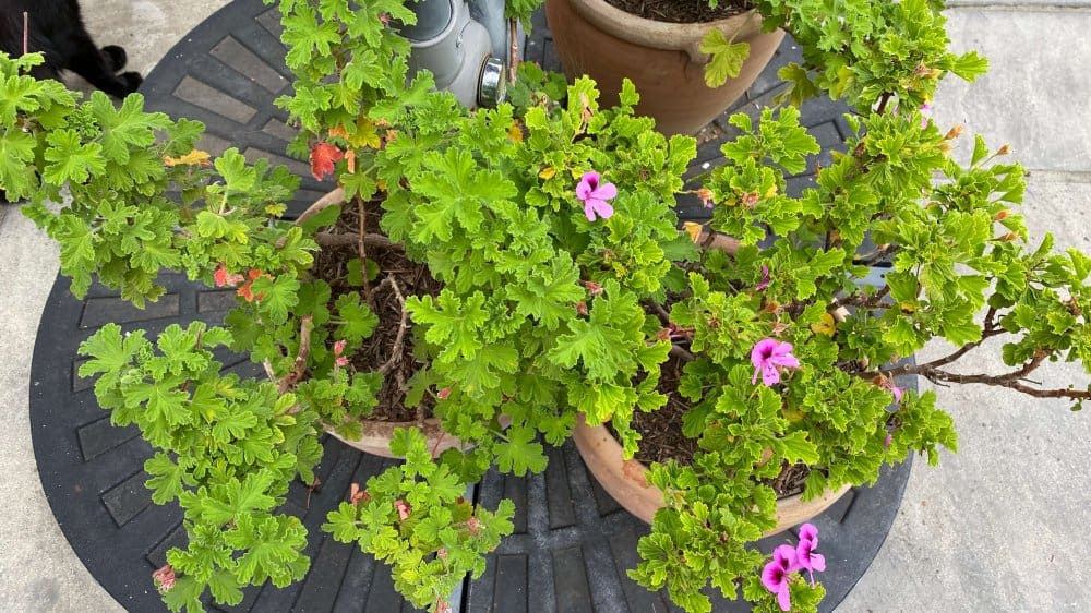 September Gardening - What To Do in the Garden in September September-gardening-pelargoniums