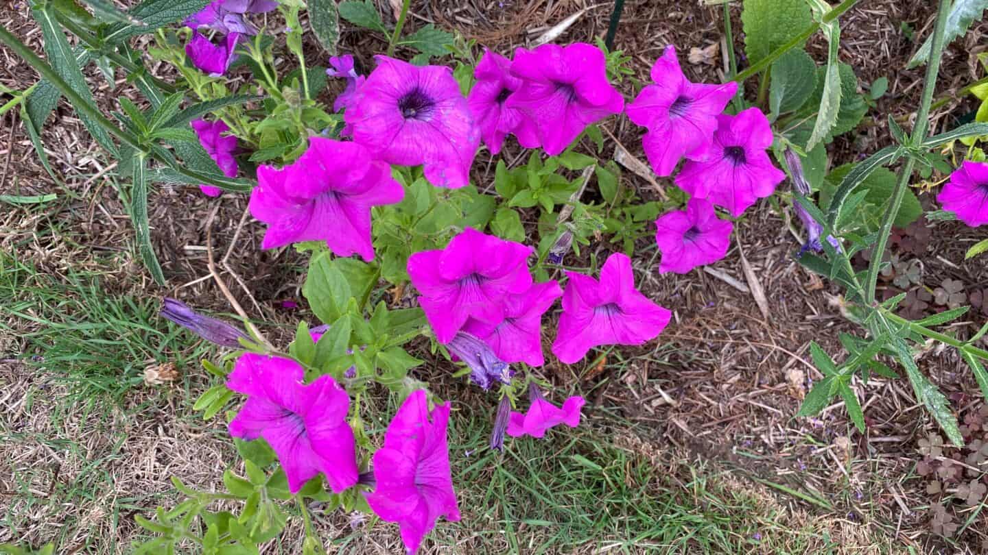 September Gardening - What To Do in the Garden in September September-gardening-petunias-purple