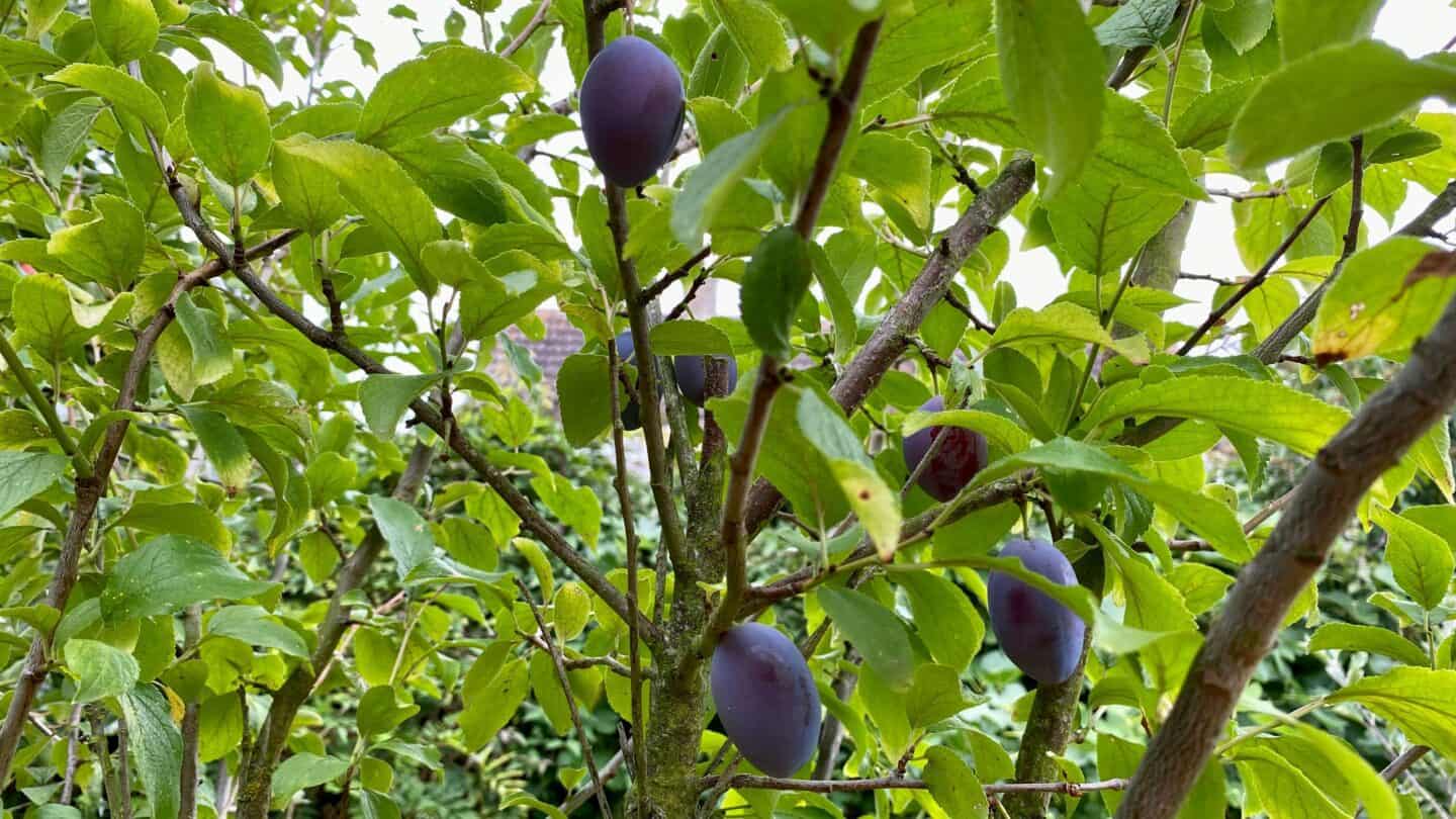 September Gardening - What To Do in the Garden in September September-gardening-plums