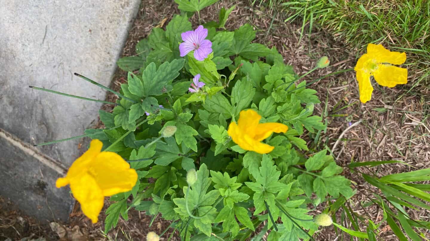September Gardening - What To Do in the Garden in September September-gardening-poppies-yellow