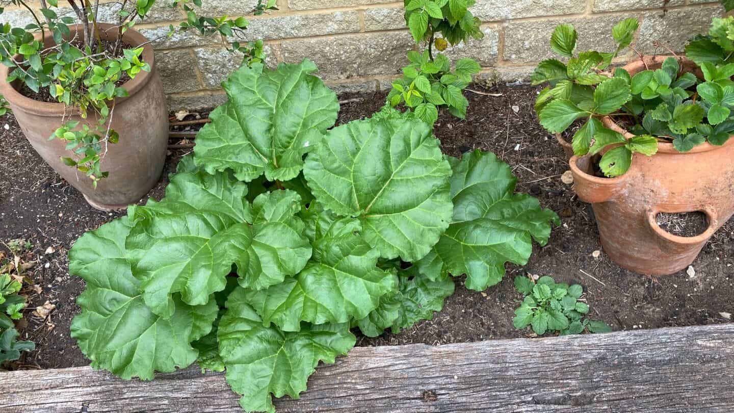 September Gardening - What To Do in the Garden in September September-gardening-rhubarb