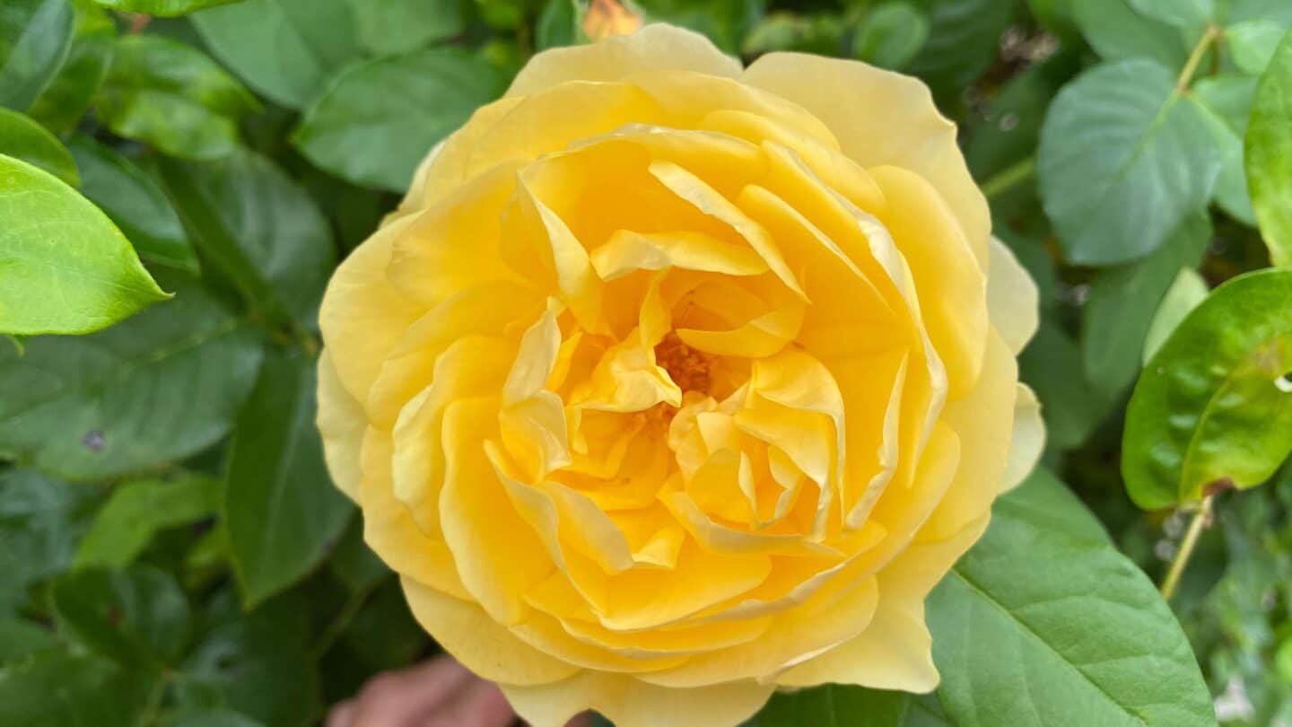 September Gardening - What To Do in the Garden in September September-gardening-roe-yellow