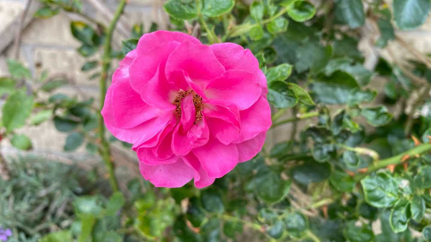 September Gardening - What To Do in the Garden in September September-gardening-rose-pink