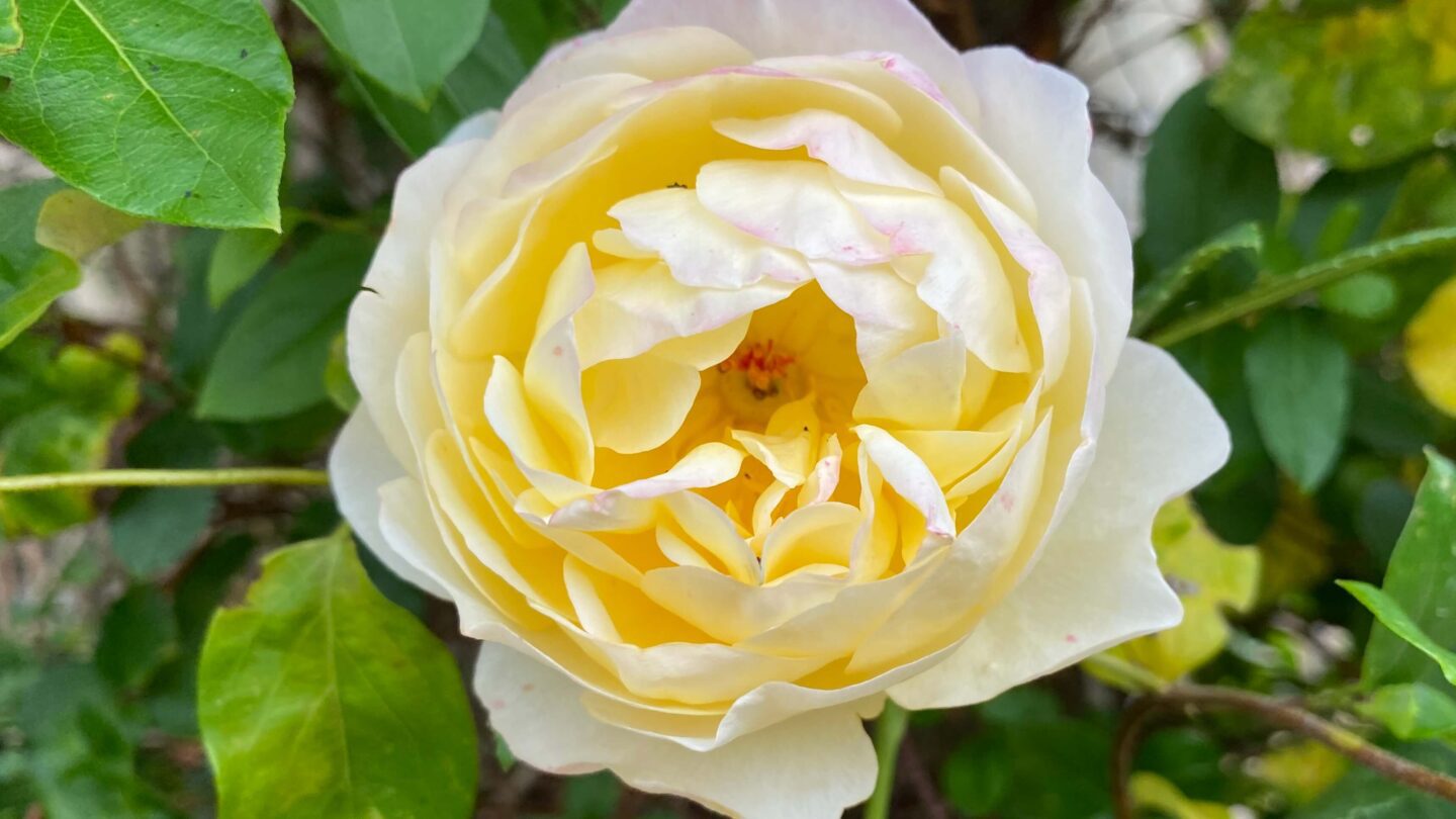 September Gardening - What To Do in the Garden in September September-gardening-rose-yellow-pale