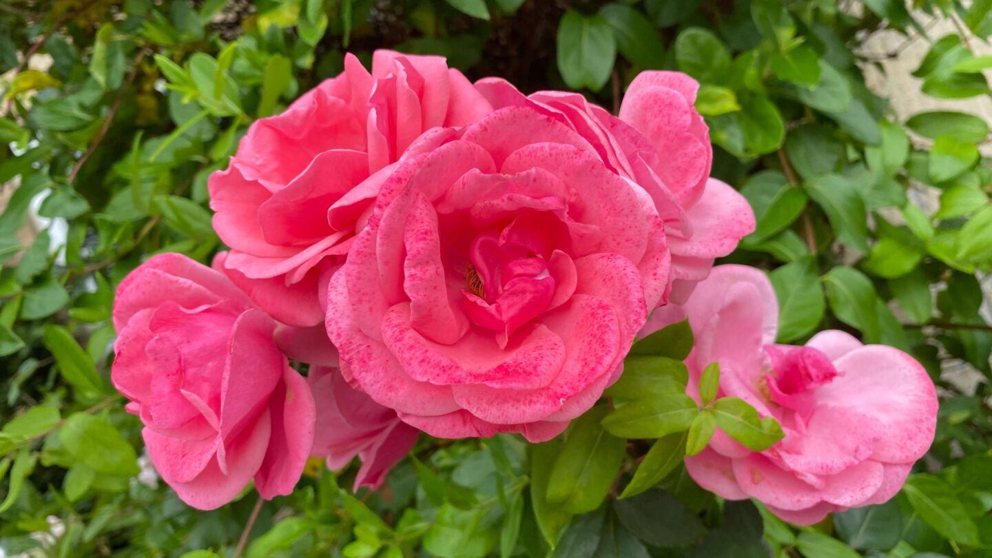 September Gardening - What To Do in the Garden in September September-gardening-roses-pink