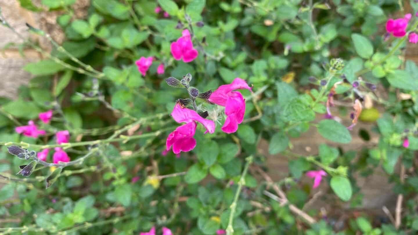 September Gardening - What To Do in the Garden in September September-gardening-salvia-pink