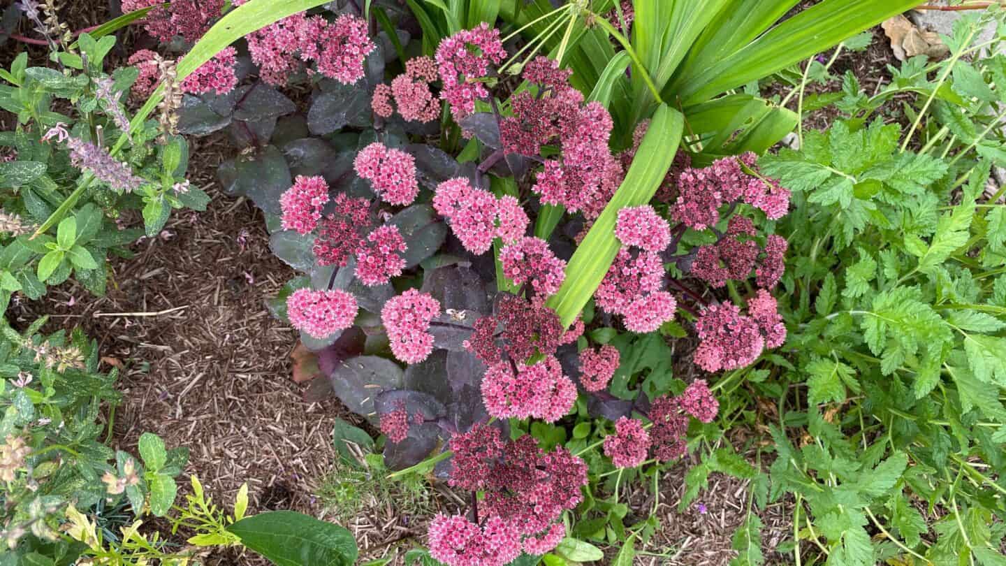 September Gardening - What To Do in the Garden in September September-gardening-sedums