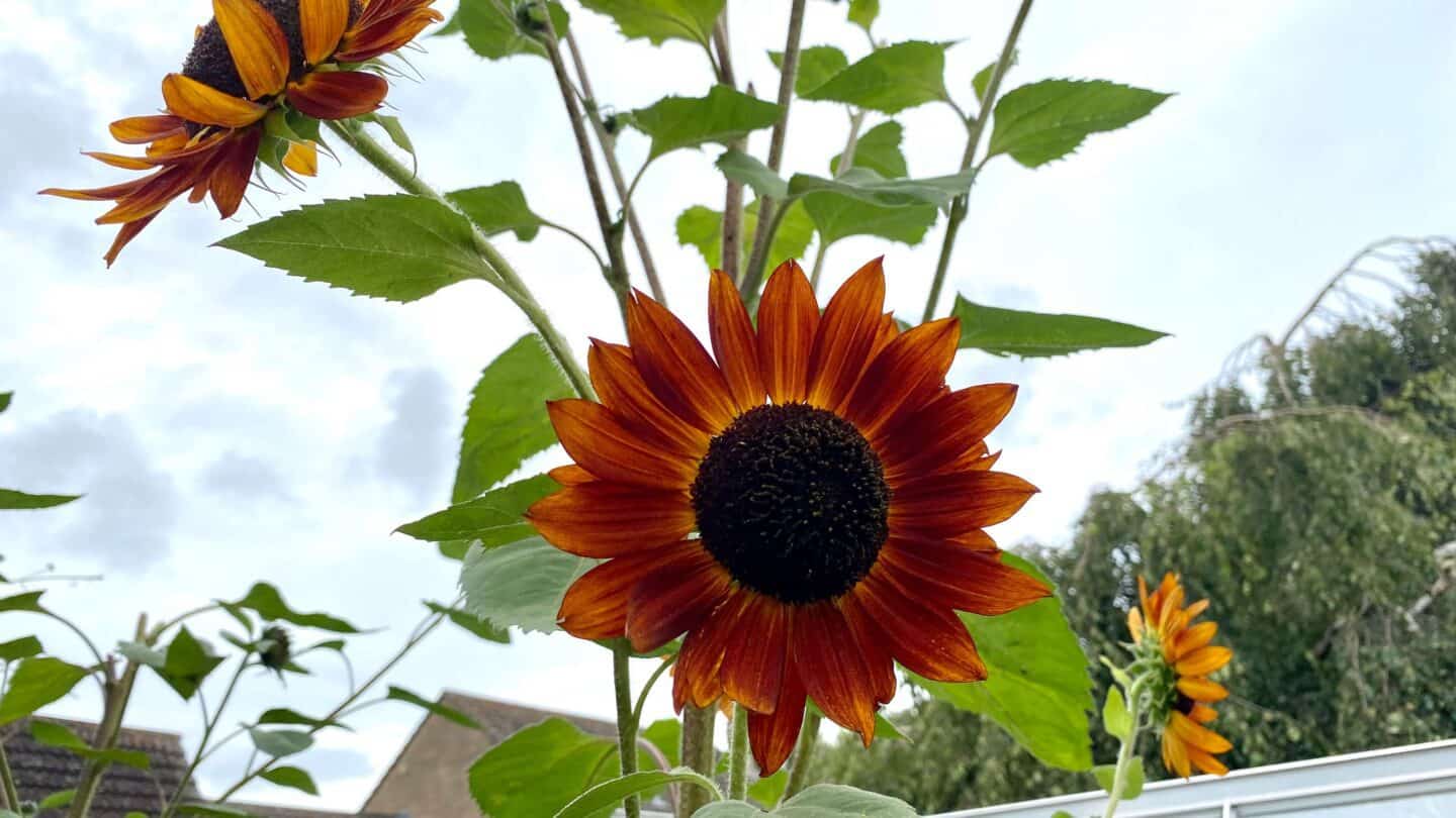 September Gardening - What To Do in the Garden in September September-gardening-sunflowers-red