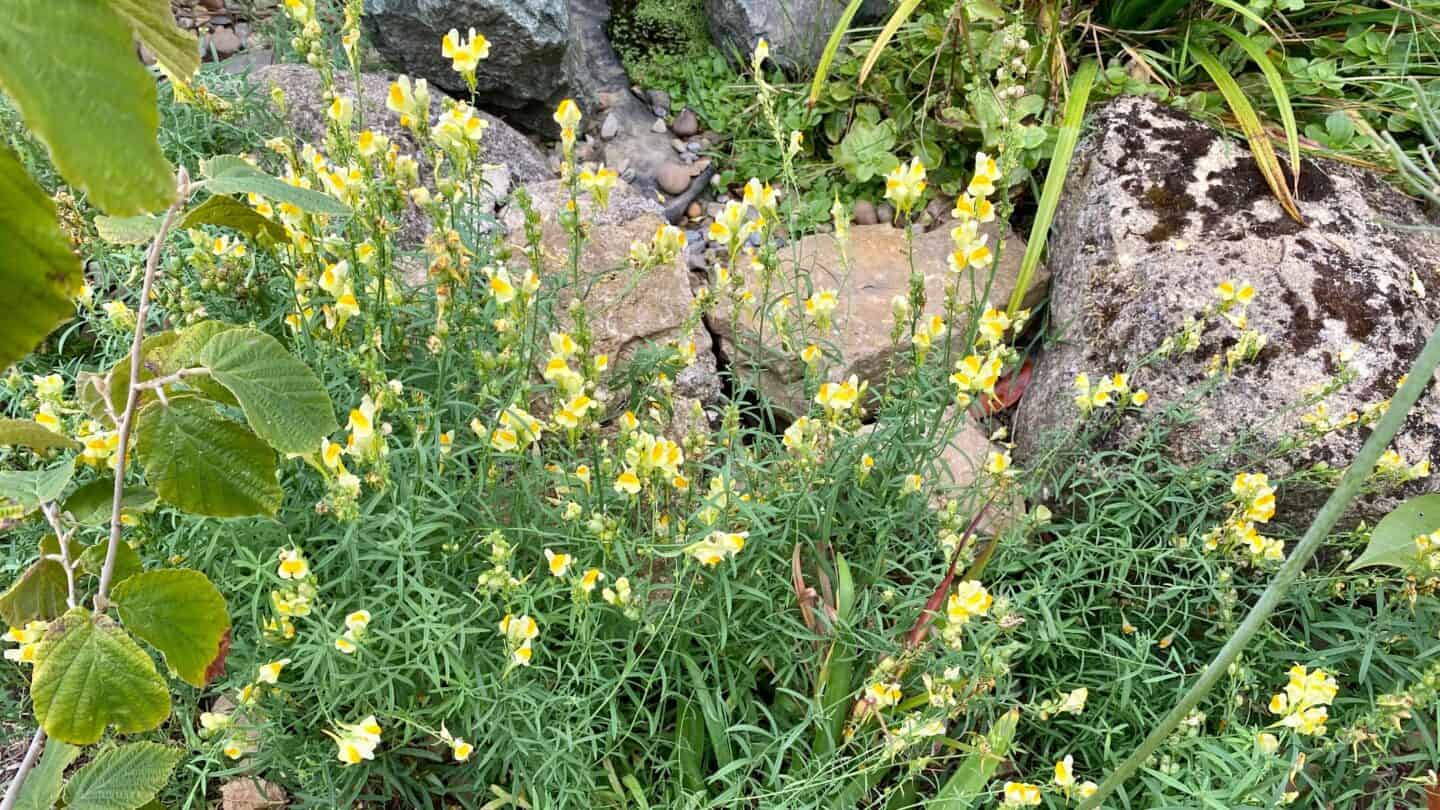 September Gardening - What To Do in the Garden in September September-gardening-toadflax-yellow