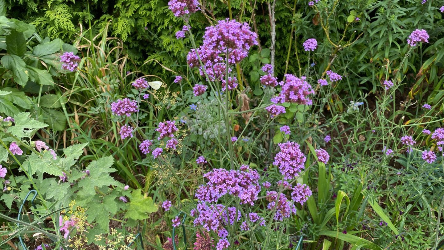 September Gardening - What To Do in the Garden in September September-gardening-verbena-purple