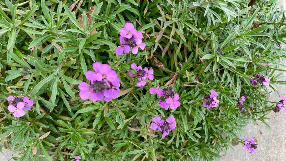 September Gardening - What To Do in the Garden in September September-gardening-wallflowers-purple