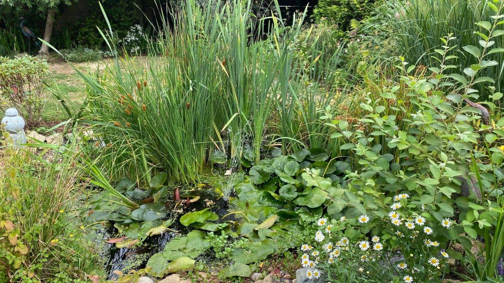 September Gardening - What To Do in the Garden in September September-gardening-wildlife-pond