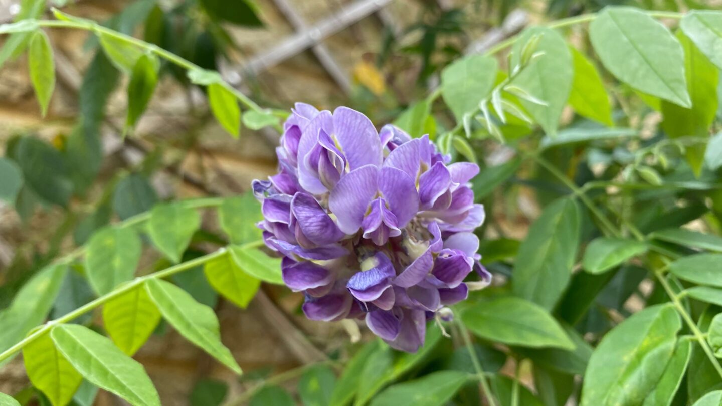 September Gardening - What To Do in the Garden in September September-gardening-wisteria