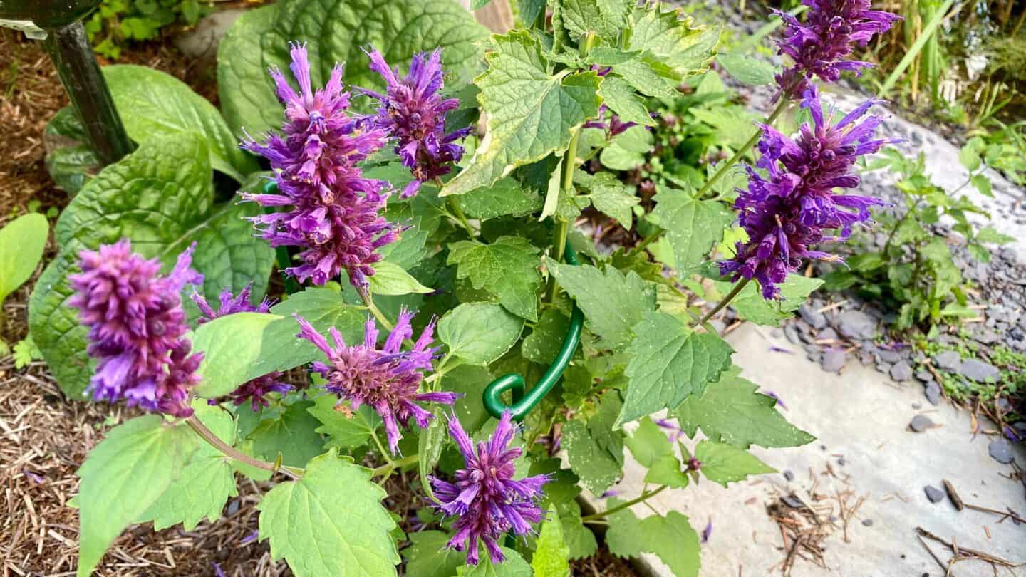October Gardening - What To Do in the Garden in October October-gardening-agastache-purple