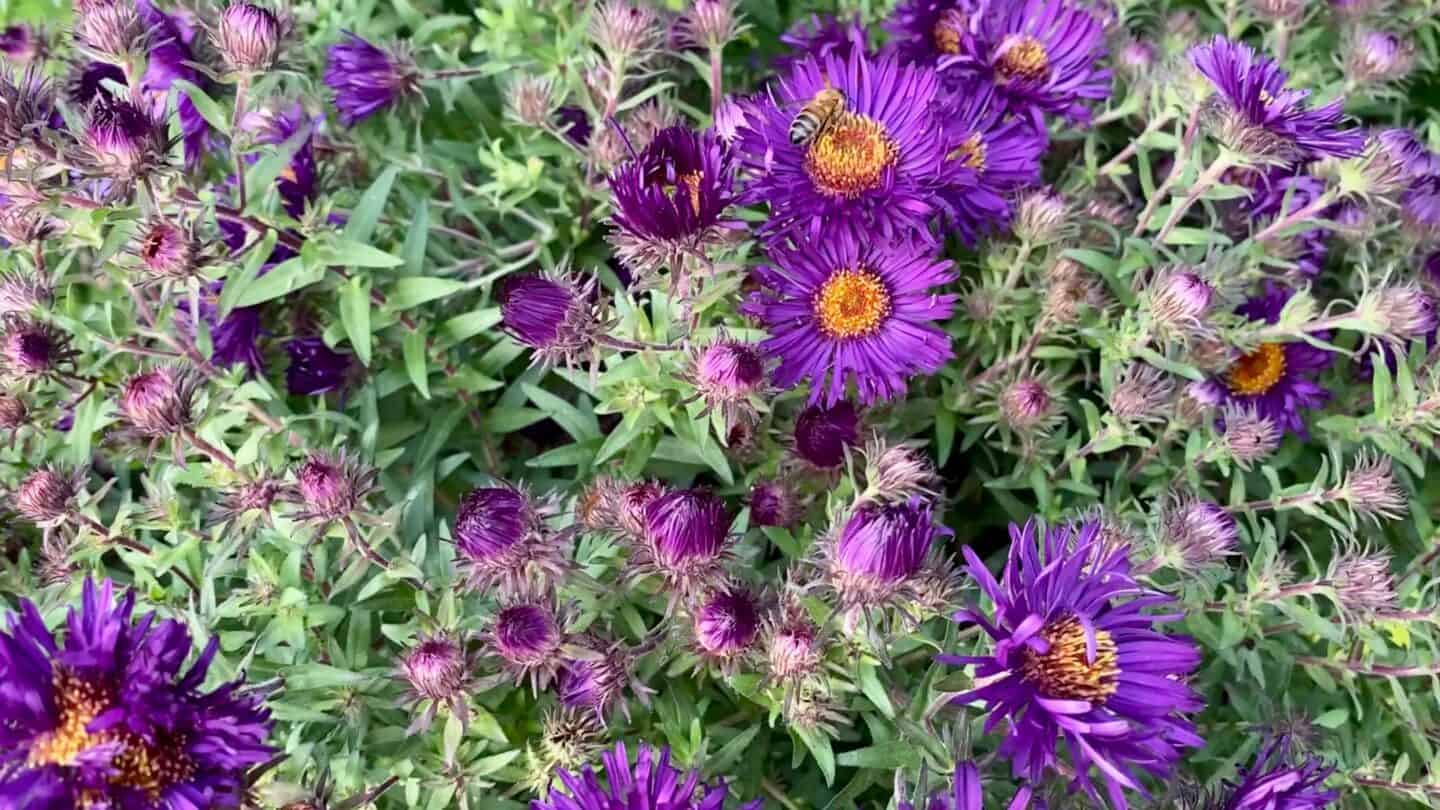 October Gardening - What To Do in the Garden in October October-gardening-asters-purple