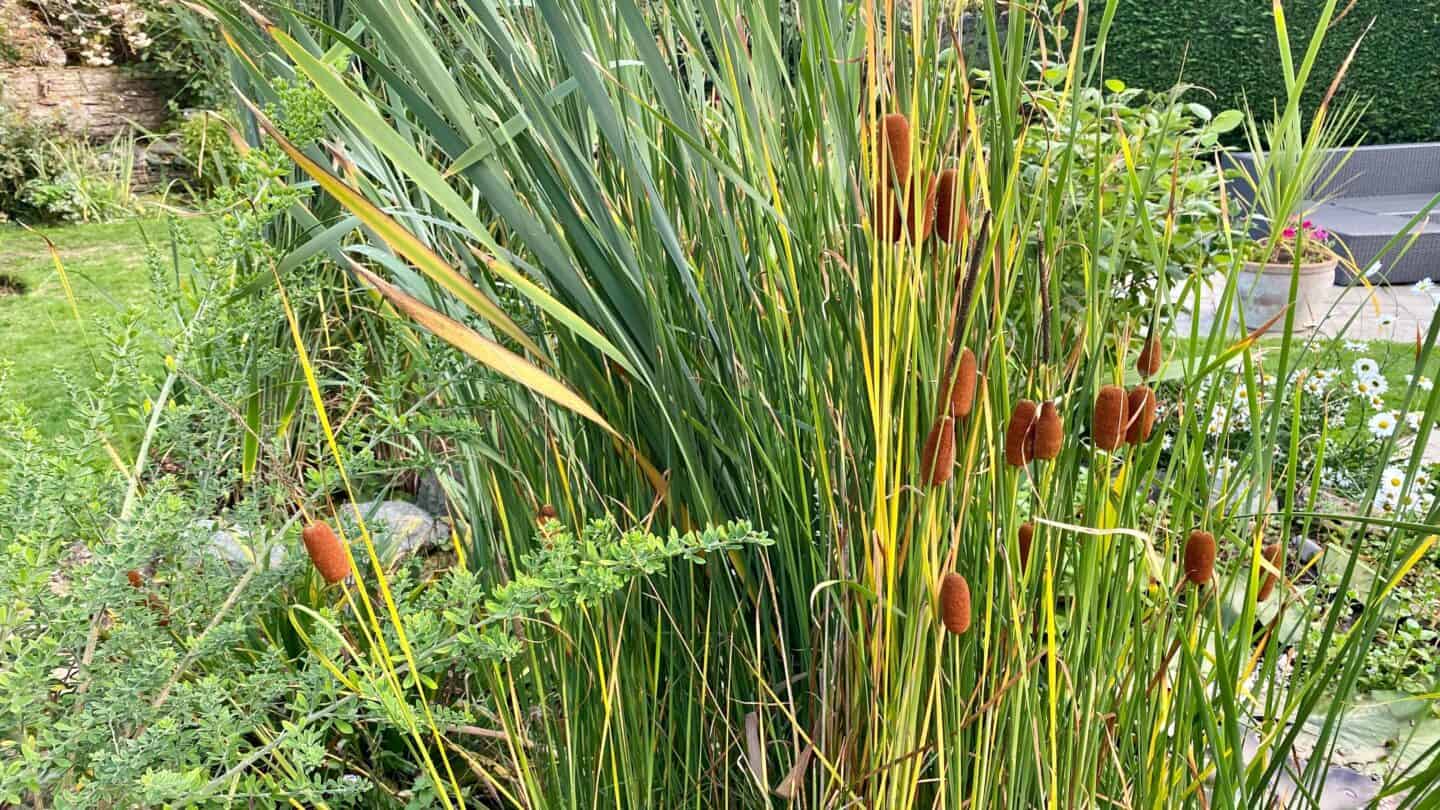 October Gardening - What To Do in the Garden in October October-gardening-bulrushes