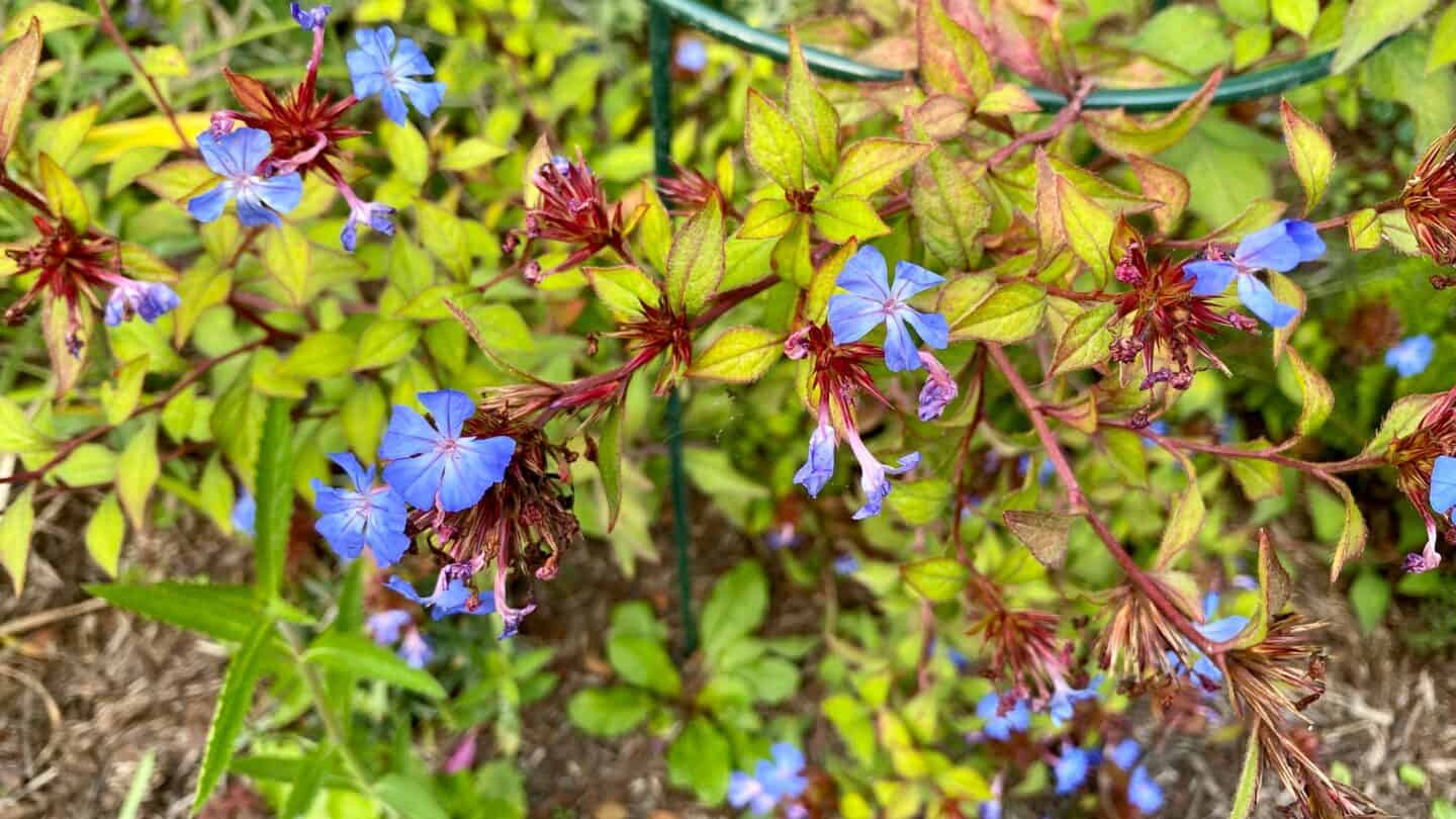 October Gardening - What To Do in the Garden in October October-gardening-ceratostigma wilmottianum