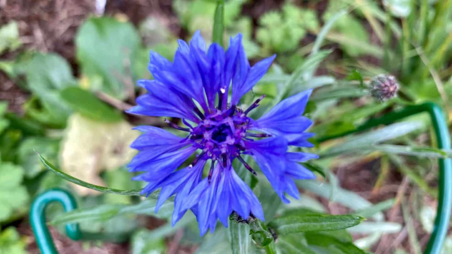 October Gardening - What To Do in the Garden in October October-gardening-cornflower-blue