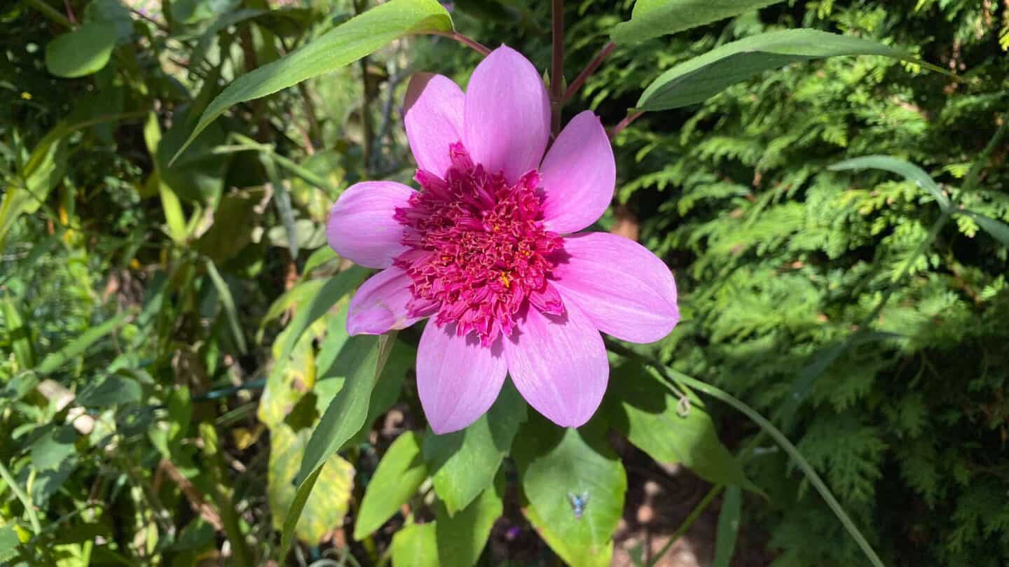 October Gardening - What To Do in the Garden in October October-gardening-dahlia-blue-bayou