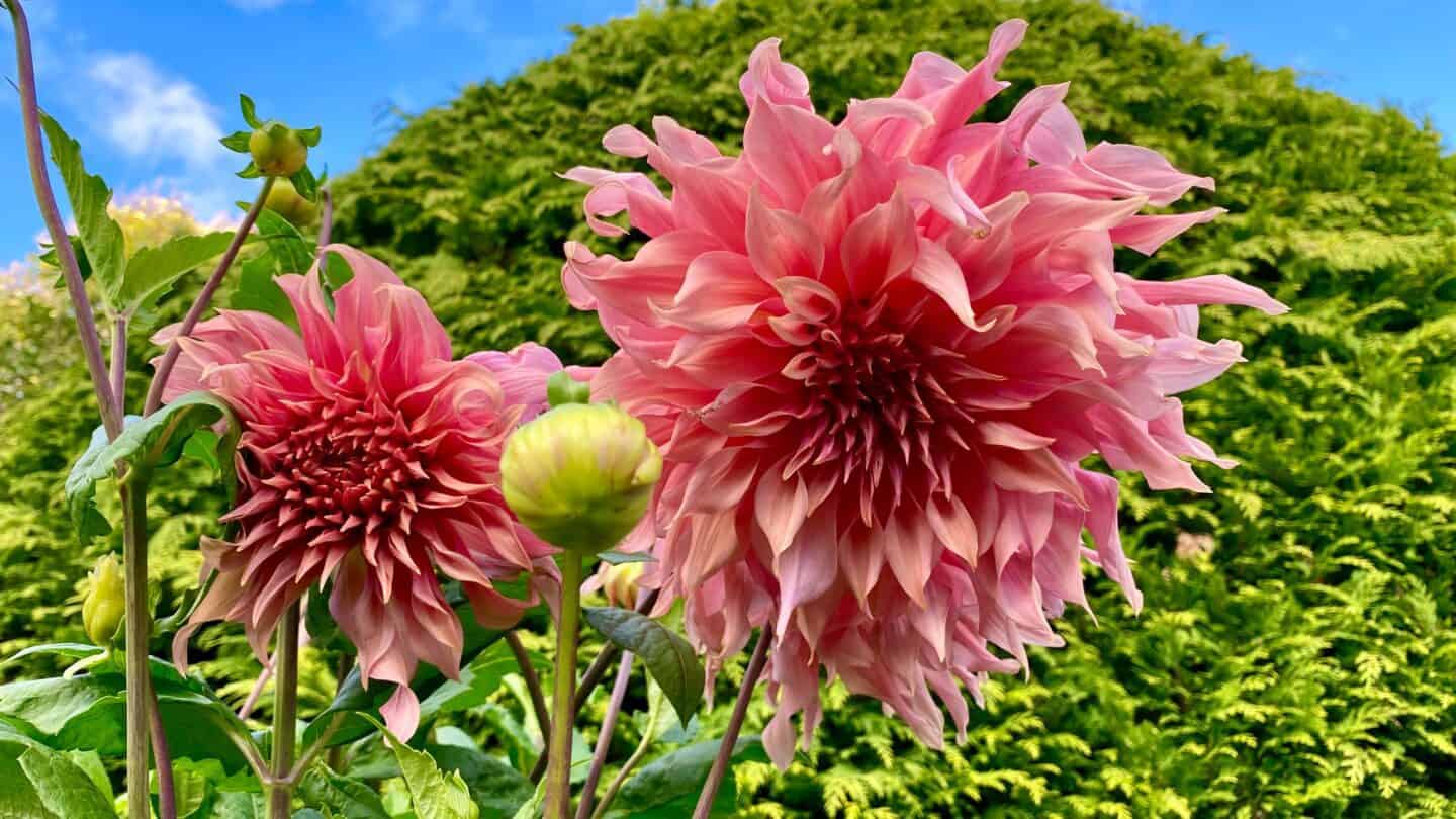 October Gardening - What To Do in the Garden in October October-gardening-dahlia-penhill-watermelon