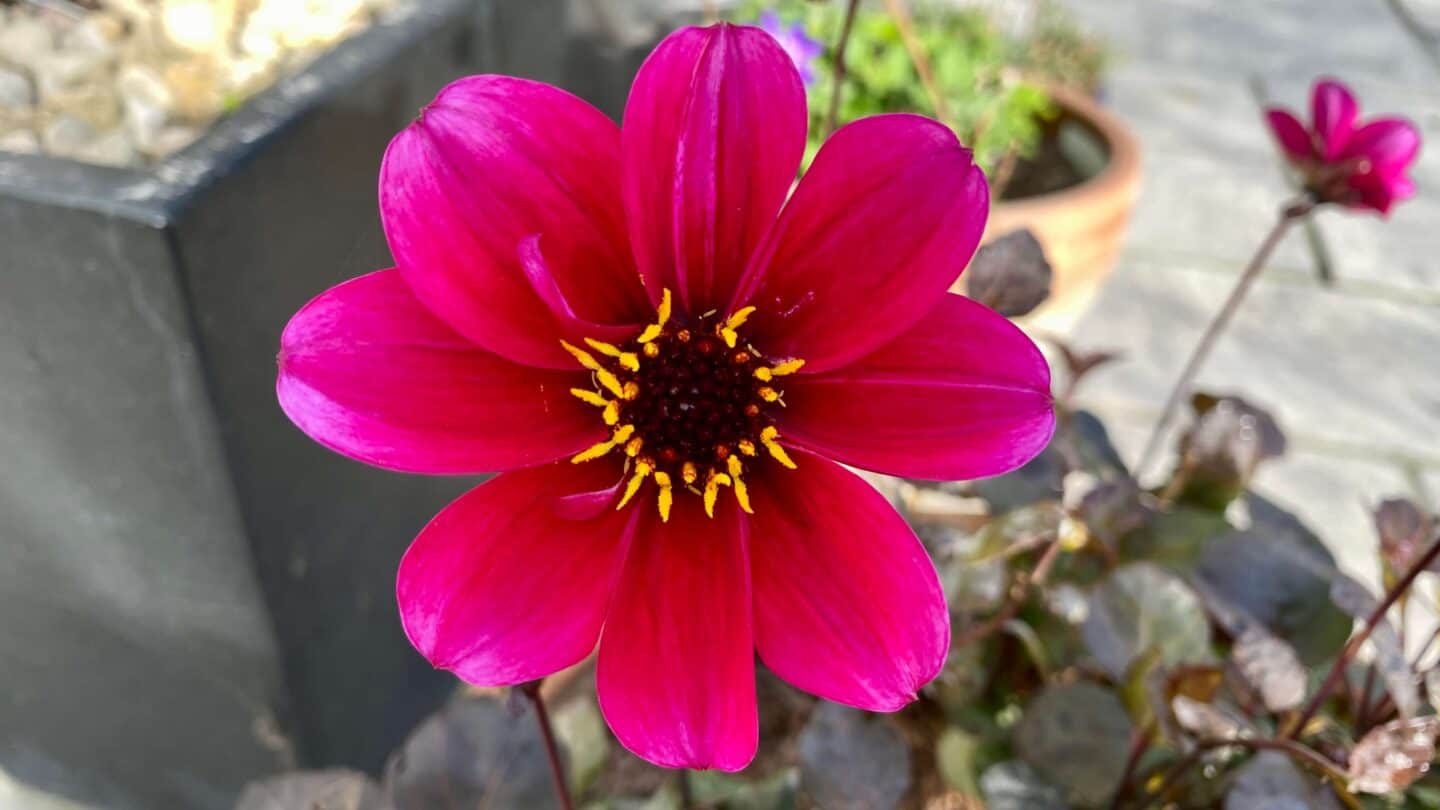 October Gardening - What To Do in the Garden in October October-gardening-dahlia-roxy