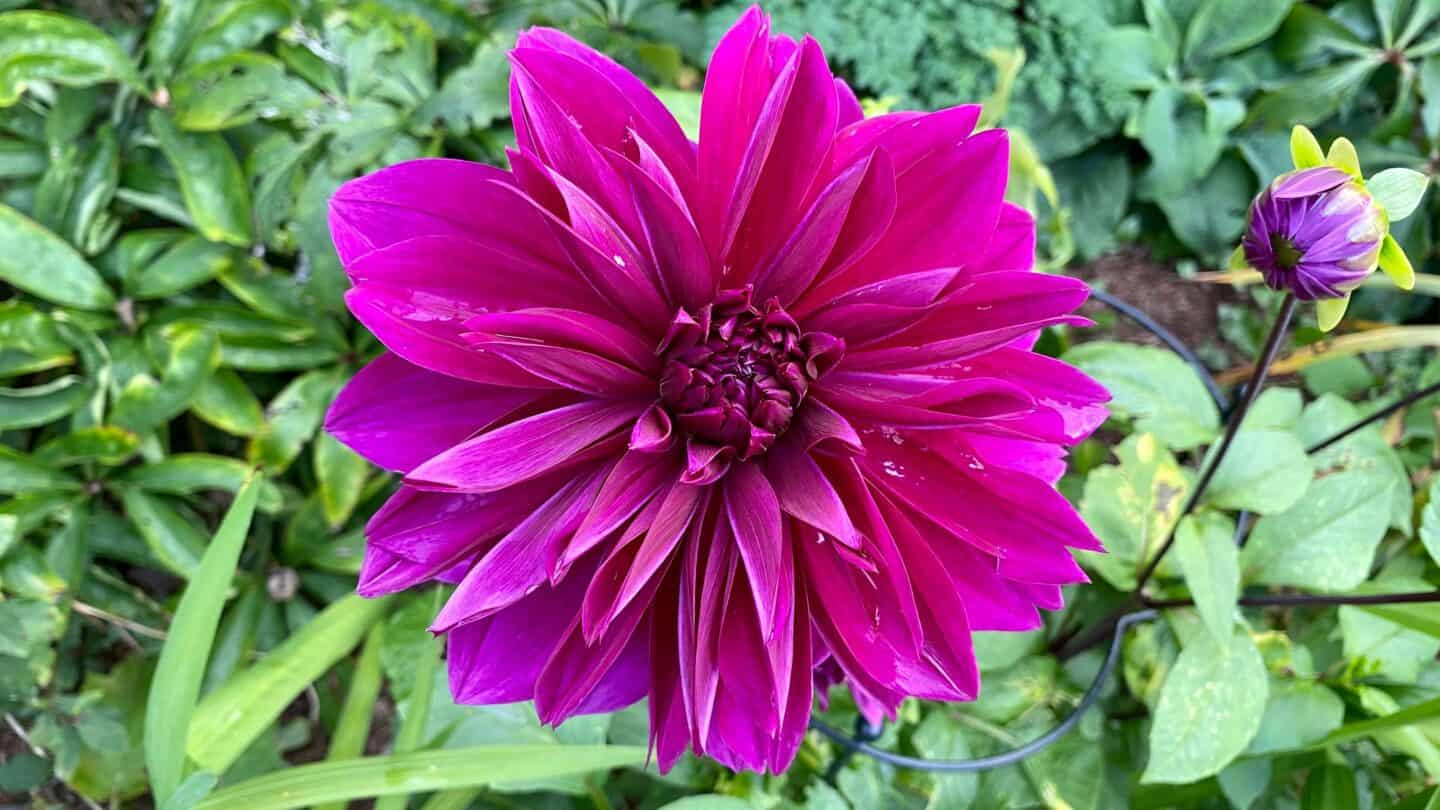 October Gardening - What To Do in the Garden in October October-gardening-dahlia-thomas-edison