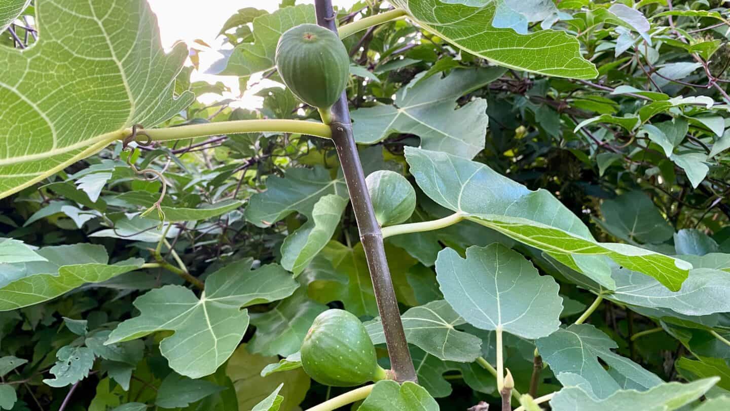 October Gardening - What To Do in the Garden in October October-gardening-figs