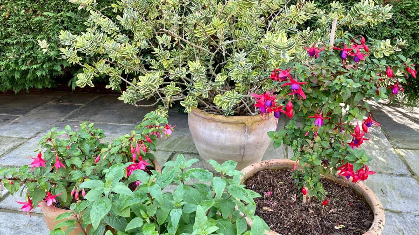 October Gardening - What To Do in the Garden in October October-gardening-fuchsias