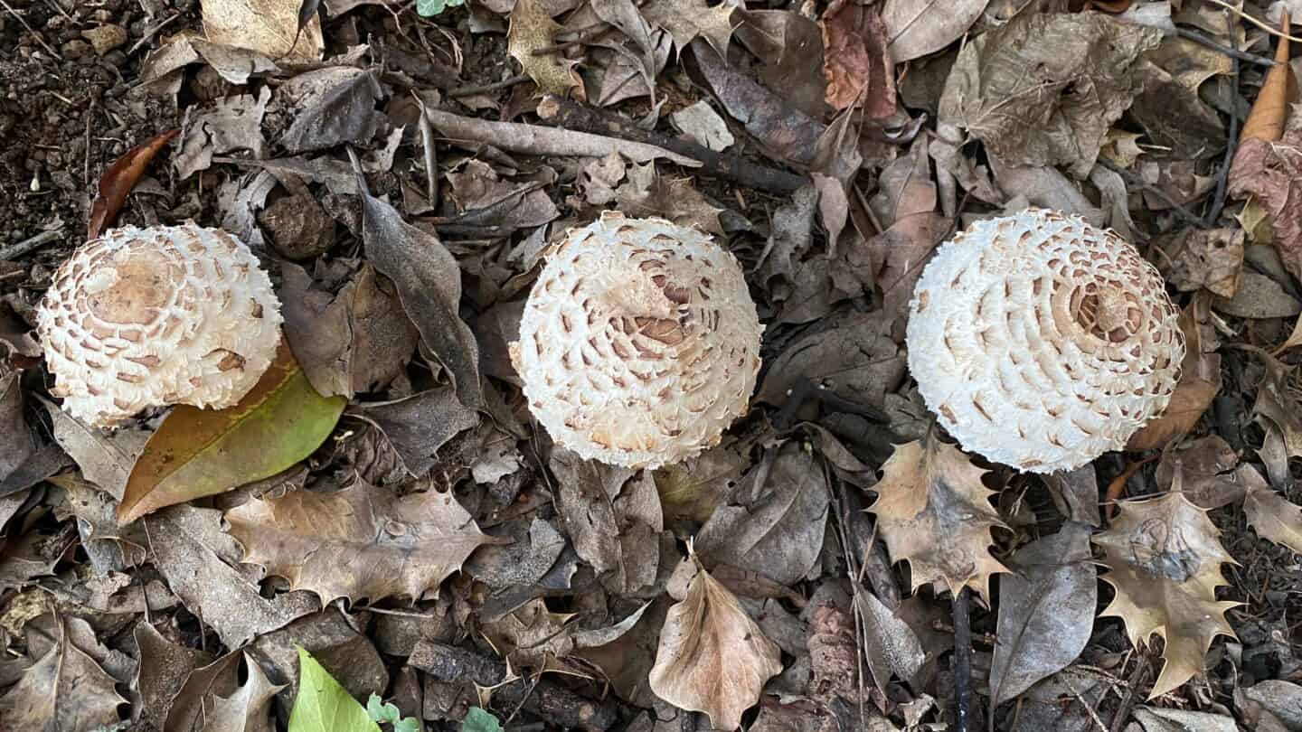 October Gardening - What To Do in the Garden in October October-gardening-fungi